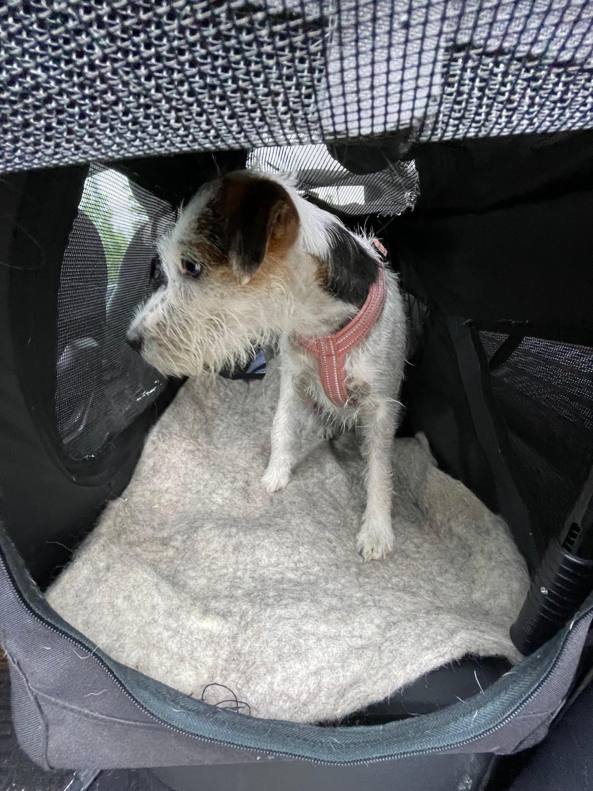 PAWilla-alusta koirille