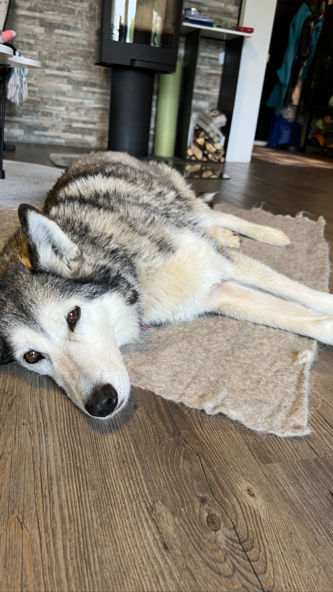 PAWilla-alusta koirille