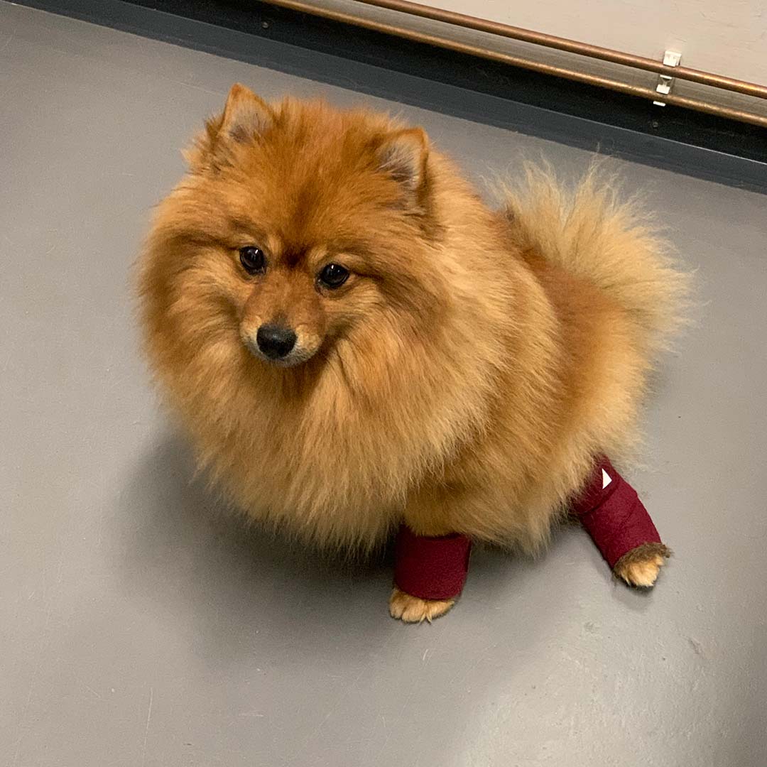 PAWilla hoitovilla koiralle