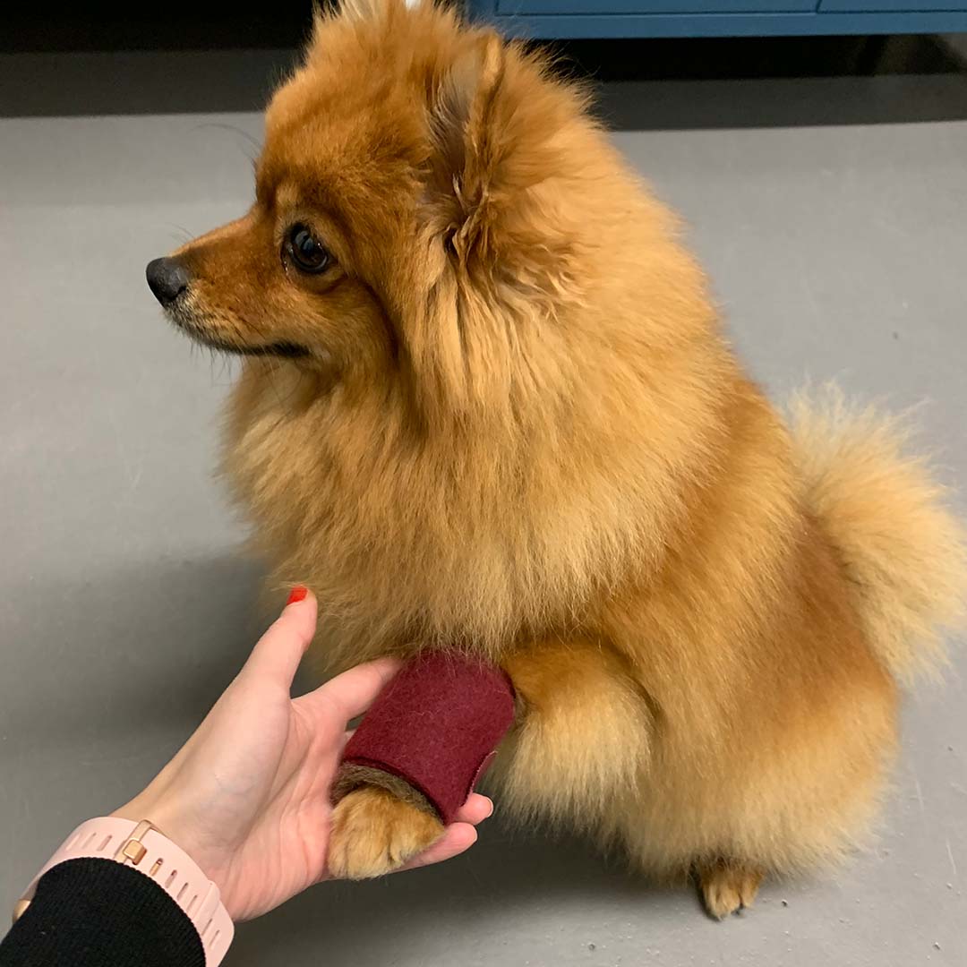 PAWilla hoitovilla koiralle